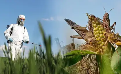 Over 60,000 hectares of fields infested with locusts in Kyrgyzstan
