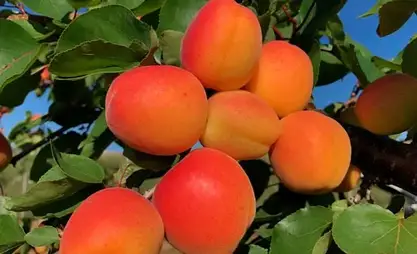Kyrgyzstan starts planting new apricot and cherry varieties in its Kadamjai region