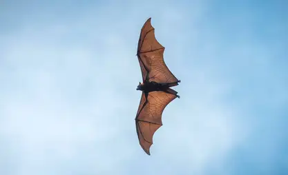 Chinese researchers discover new bat coronavirus similar to COVID-19