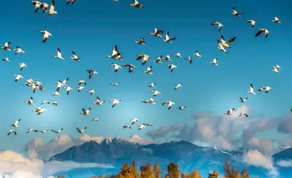 Kyrgyzstan develops sustainable tourism, opens new routes for birdwatching