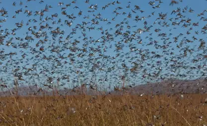 Locusts in Uzbekistan infest over 500,000 hectares, fight continues