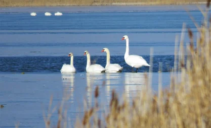Restoring White Bay with community support for wetland protection in Kyrgyzstan