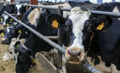 Breeding farms demostrate steady growth in Kyrgyzstan