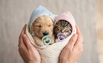 Japan’s baby bust has created a nation of “fur babies”