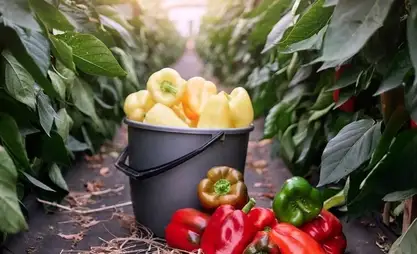 Kyrgyzstan hit record vegetable harvest in 2025