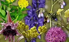 Kyrgyzstan temporarily bans use of certain rare plants until 2027