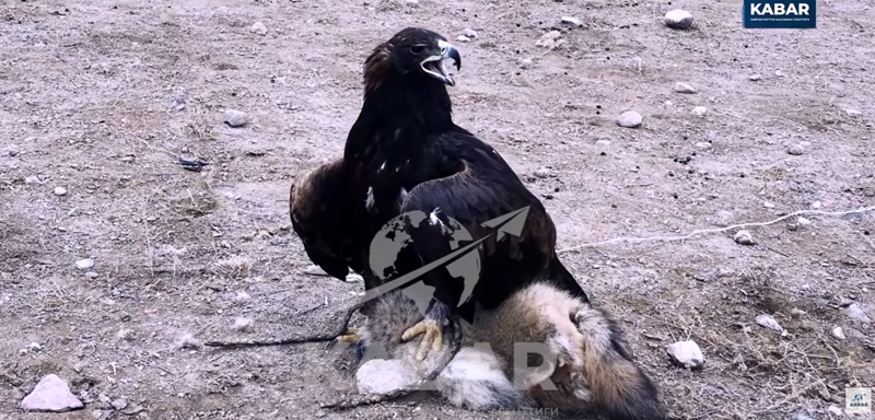 444_IH10n0C.width-800