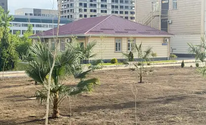 Palm trees planted in Bishkek