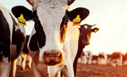 Livestock exports from Kyrgyzstan almost halved