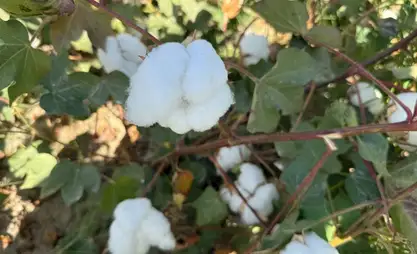 Kyrgyz farmers export cotton to Turkiye, China and Russia