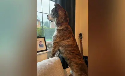 Dog finds home after two-year rescue centre wait