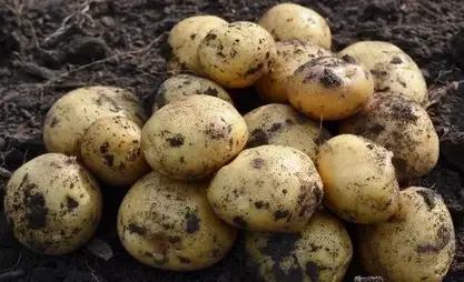 Farmers start early planting potatoes in Kyrgyzstan's Aravan