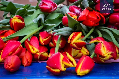 646373031_3750.max-2560x1440.format-webp.jpegquality-90.webp