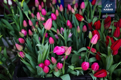 646377166_3750.max-2560x1440.format-webp.jpegquality-90.webp