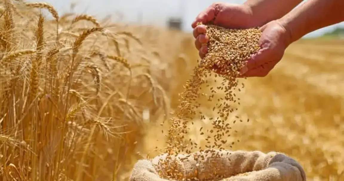 Almost 2 million tons of grain harvested in Kyrgyzstan