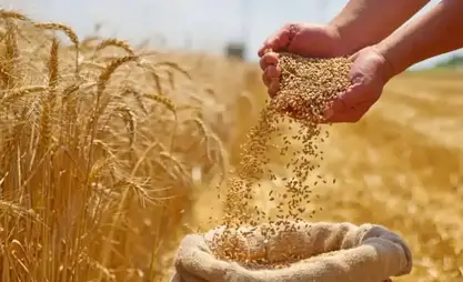 Almost 2 million tons of grain harvested in Kyrgyzstan