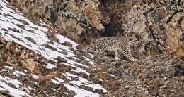 Snow leopard, argali, and mountain goats caught on video at Issyk-Kul