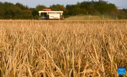 Seed's 7,000-kilometer journey: "Chang'an Story" of China-Kazakhstan agricultural cooperation