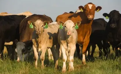 Kyrgyzstan introduces temporary ban on export of farm animals