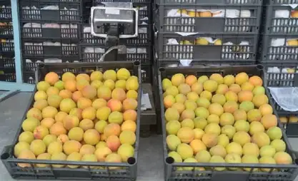 Kyrgyz apricots to be exported to Russia and Kazakhstan