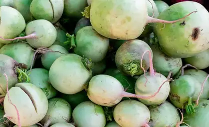 Kyrgyz farmer achieves high wheat and radish yield