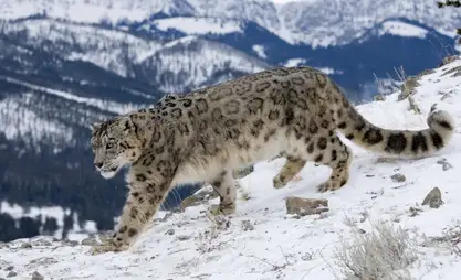 Snow leopard population exceeds up to 550 individuals in Kyrgyzstan