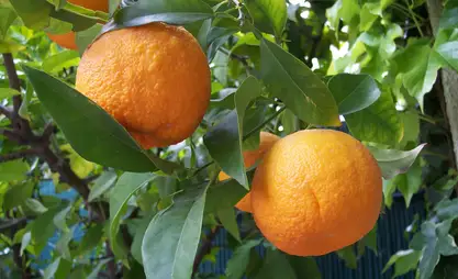 Kyrgyzstan expands production of citrus fruits
