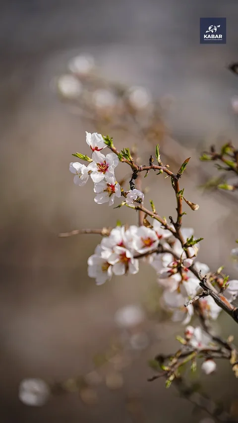 Isko.00_15_44_27.Still010.max-1920x1080.format-webp.webp