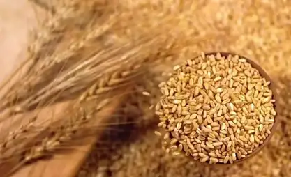 Kazakhstan boosts grain exports by 58.4%