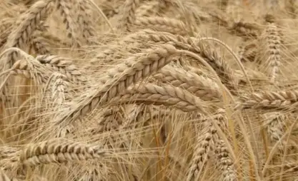 Kazakhstan exports 3.1 mln tons of new crop