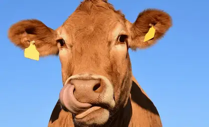 Kyrgyzstan imposes temporary ban on export of cattle, horses, sheep and goats