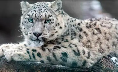 How Central Asian countries are fighting for the survival of the snow leopard