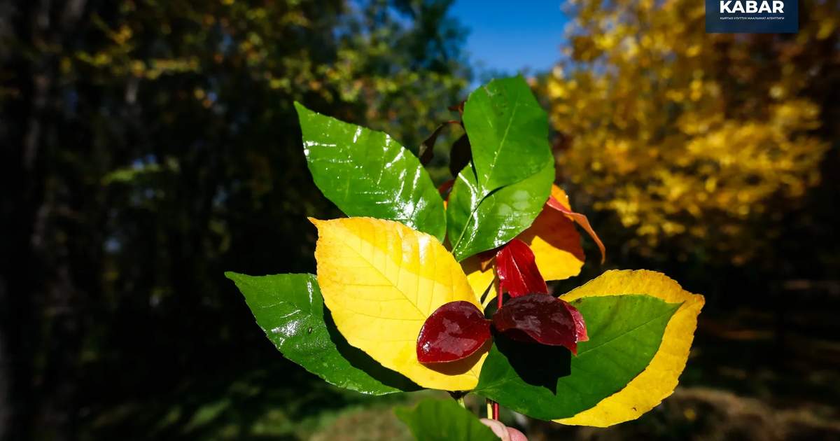 Autumn in Bishkek, photo report