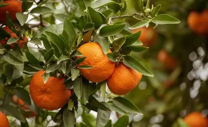 Kyrgyzstan plans to grow tangerines in Batken