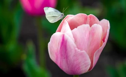 Bishkek to host annual Tulip Festival