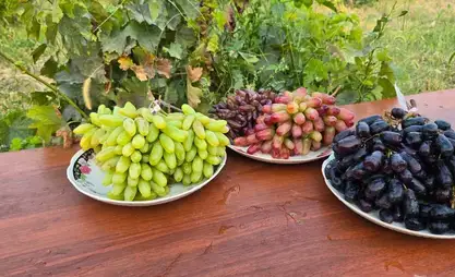 Viticulture in Kyrgyzstan reaches new heights - Ministry of Agriculture