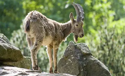 Kyrgyzstan to tighten anti-poaching measures