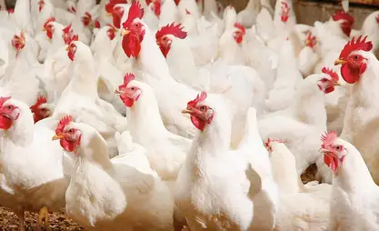 Large poultry farm opens in Chui oblast