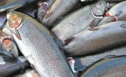 Fish production in Kyrgyzstan rises more than sixfold since 2019