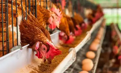 New poultry farm opens in Jalal Abad region