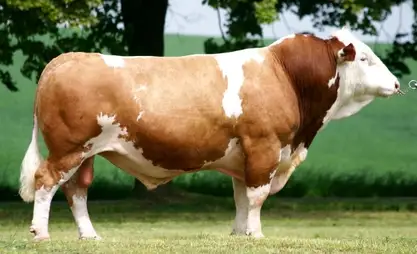 Kyrgyzstan to purchase breeding bulls from Switzerland and Czech Republic