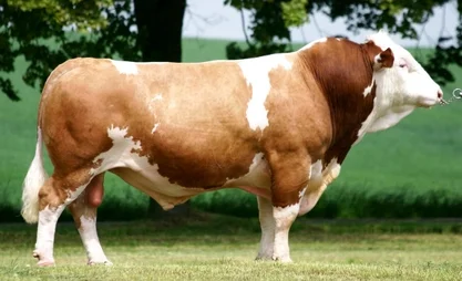 Kyrgyzstan to purchase breeding bulls from Switzerland and Czech Republic