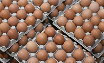 eggs.webp