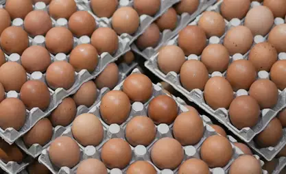 Kyrgyzstan leads in egg production in EAEU