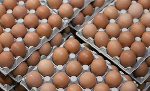 eggs.webp