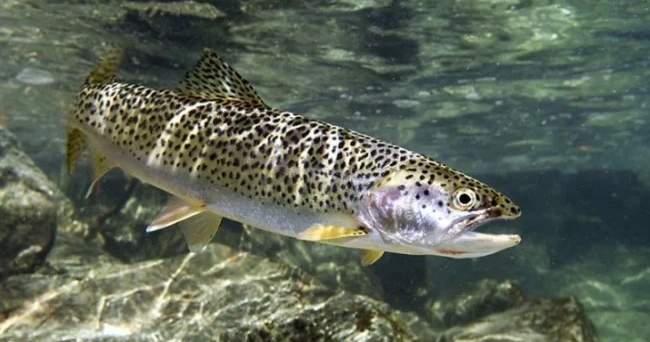 Kyrgyzstan to increase fish populations in Issyk-Kul lake