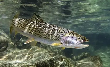 Kyrgyzstan to increase fish populations in Issyk-Kul lake