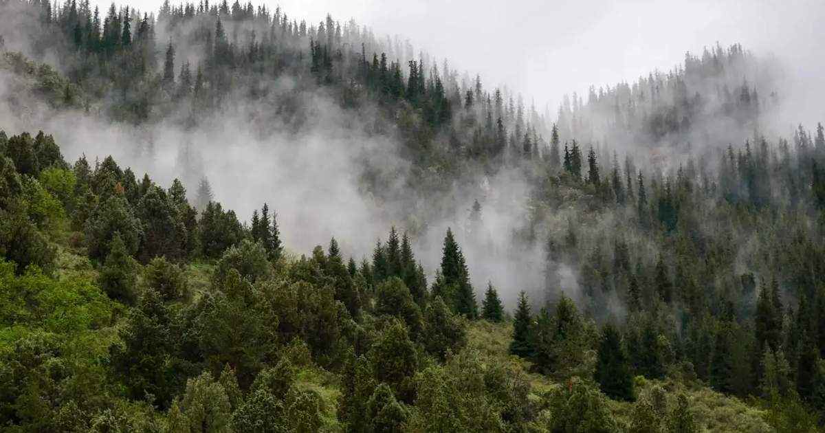 Forests in Kyrgyzstan cover 6.4% of country's territory