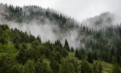 Forests in Kyrgyzstan cover 6.4% of country's territory