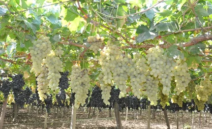 frukty-vinograd.jpg